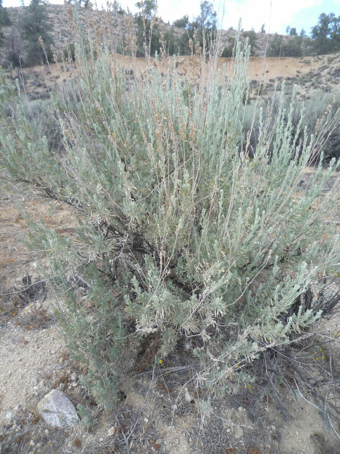 High Resolution Angiospermae(Dv) sp121 Plant